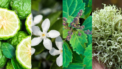 Chypre perfume family