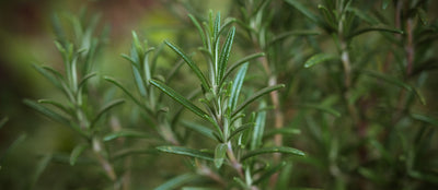 Aromatic perfume family