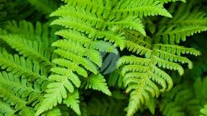 Fougère perfume family